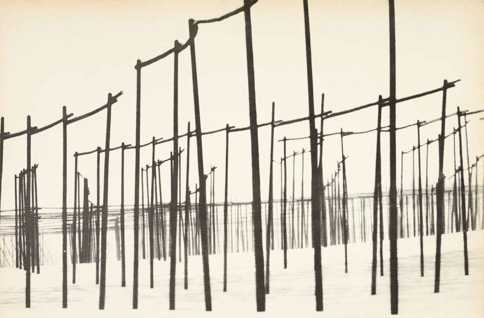 der weisse hopfengarten